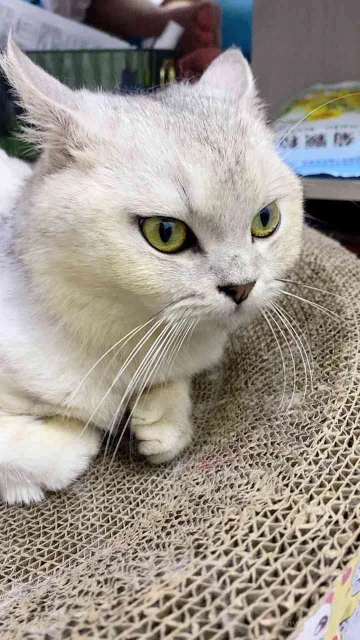 测试恋爱约定多图显示 📷️